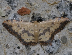 Idaea phaeocrossa
