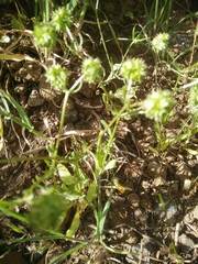 Valerianella coronata