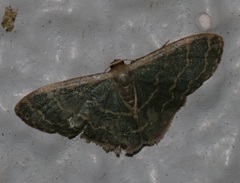 Lophophleps triangularis