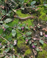 Scolopendra polymorpha