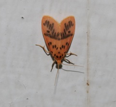 Miltochrista arcuata