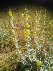Verbascum damascenum