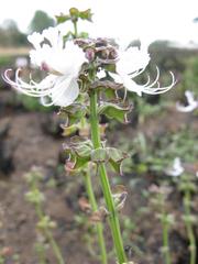 Ocimum obovatum