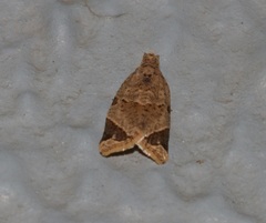 Neocalyptis affinisana