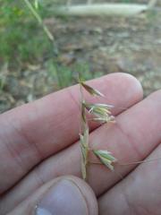 Ehrharta thunbergii