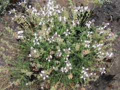 Ocimum obovatum