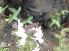 Ocimum obovatum