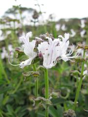 Ocimum obovatum