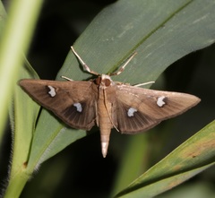 Nagiella