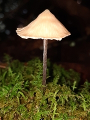 Entoloma conicum