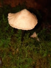 Entoloma conicum