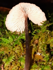 Entoloma conicum