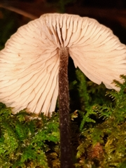 Entoloma conicum