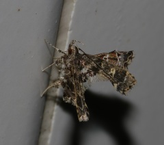 Nosphistica bisinuata