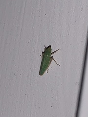 Draeculacephala