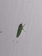 Draeculacephala