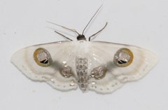 Problepsis conjunctiva