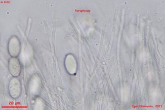 Lasiobolidium