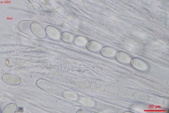 Lasiobolidium