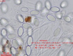 Lasiobolidium