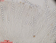 Lasiobolidium