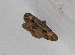 Psilalcis galsworthyi