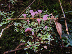 Phyllobaeis imbricata