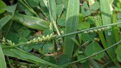 Setaria flavida