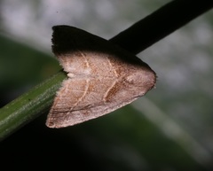 Rivula basalis