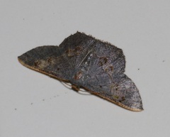 Serratophyga subangulata