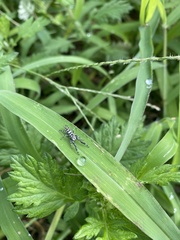 Mendoza elongata
