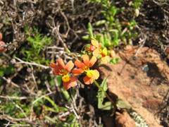 Nemesia pageae
