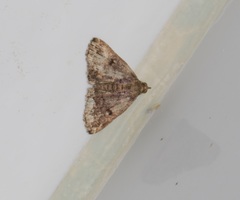 Sinarella nigrisigna