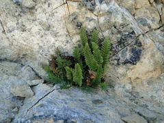 Polystichum lemmonii