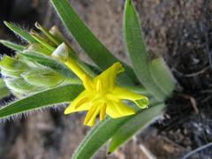 Hypoxis hemerocallidea