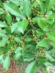 Ilex cassine