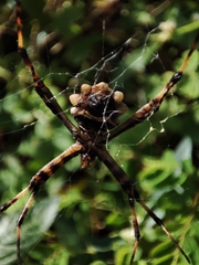 Argiope argentata