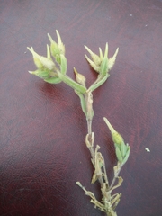 Cerastium dichotomum