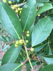 Ilex cassine