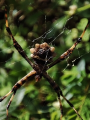 Argiope argentata