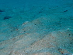 Pleurobranchaea bubala