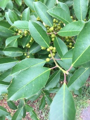 Ilex cassine