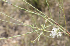 Oenothera glaucifolia
