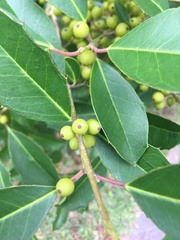 Ilex cassine