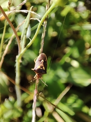 Pentatomidae