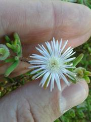 Drosanthemum calycinum