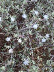 Drosanthemum calycinum