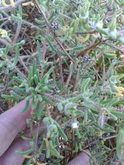 Drosanthemum calycinum