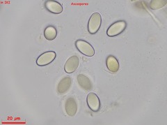 Lasiobolidium