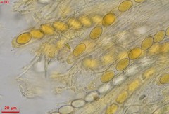 Lasiobolidium